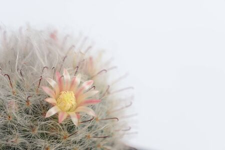 mammillaria boscana or Fishhooks, Pink flower Powder-puff Cactus, Pink flowered Snowball Cactus, Powder Puff Cactusの写真素材