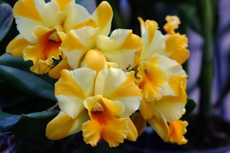 Blooming White Yellow Cattleya hybrids orchid の写真素材