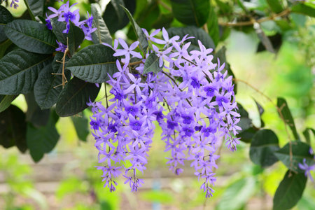 Petrea volubilis L or Sandpaper vine flowers treeの写真素材