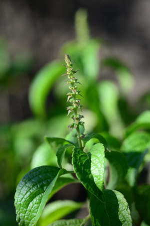 The tree basil plant has many names depending upon where it is grown. Among them are African basil, shrubby basil, Vana Tulsi, clove basil, or Ocimum gratissimum L, note select focusの写真素材