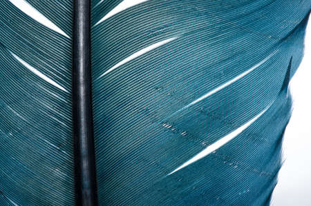 turquoise feather of an angel with white isolated backgroundの写真素材