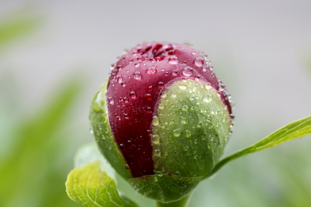 Beautiful shiny water droplets on flowerの写真素材