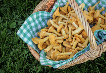 Chanterelle mushrooms in a basketの写真素材