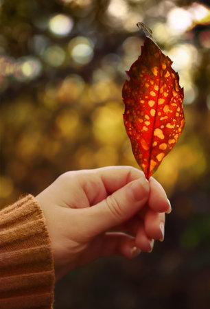 Female hand holding an autumn leaf. Beautiful fall nature background with colorful soft bokeh in warm colors. autumn mood concept.の写真素材
