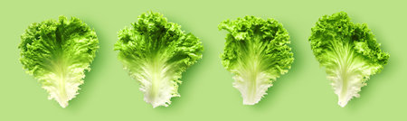 Set of lettuce leaves on lime green backgroundの写真素材