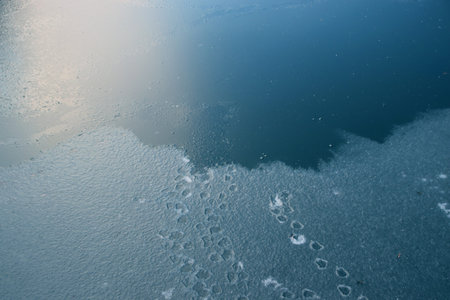 abstract background. Reflection of wildlife in a freezing body of water. beautiful bokeh.