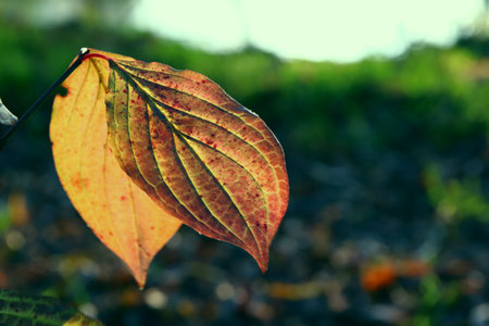 Beautiful maple leaves in autumn sunny day in foreground and blurry background. No people, close up, copy space, macro.の写真素材