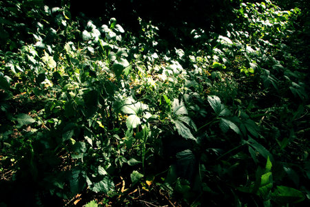 Beautiful maple leaves in autumn sunny day in foreground and blurry background. No people, close up, copy space, macro.の写真素材