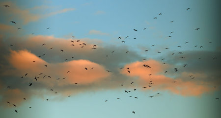 Lots of birds against the colorful sky during sunset. Panoramic shooting.の写真素材
