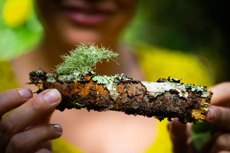 Moss growing on fallen tree branch held by female handsの写真素材