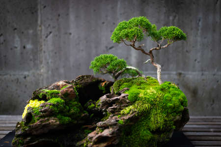 Miniature tree on a stone displayed in state arboretum of North Carolinaの写真素材