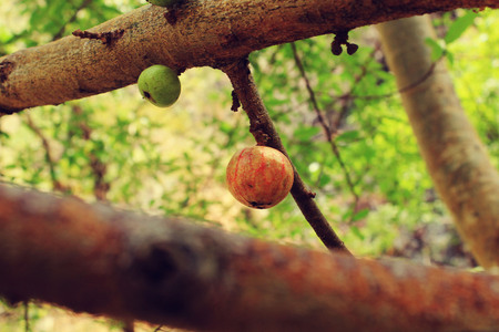 Wild Fruitの写真素材