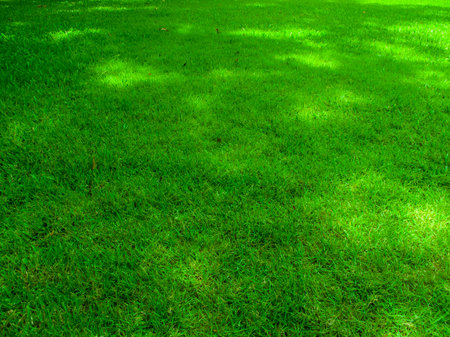 Green grass fresh in the park, Grass field texture, Lawn background, Can be used in material workの写真素材