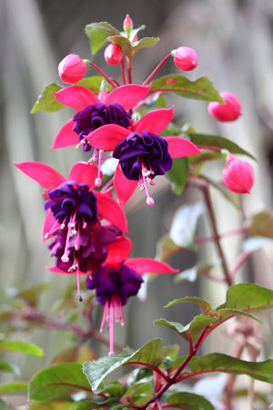 Fuchsia hybrida flowers with purple and pink blossoms, close up, Popular houseplant with decorative...