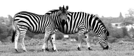Two zebra grazingの写真素材