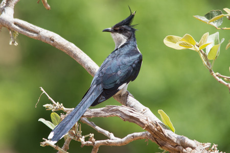 Jacobin Cuckooの写真素材