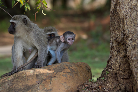 Vervet Monkeyの写真素材