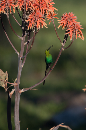 Malachite Sunbirdの写真素材
