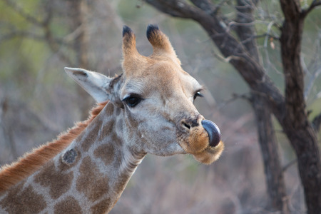 Giraffe licking its noseの写真素材