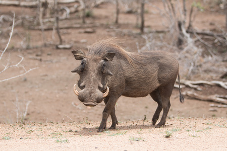 Warthog facing cameraの写真素材