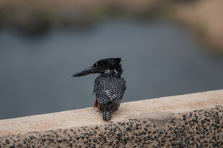 Perched Kingfisherの写真素材