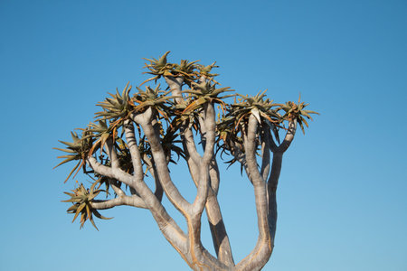 Close up of Lonely Quiver Tree in the desertの写真素材