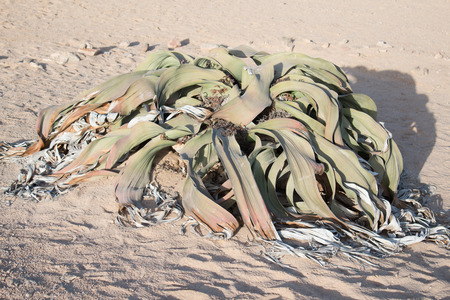 Welwitschia Mirabilis plantの写真素材