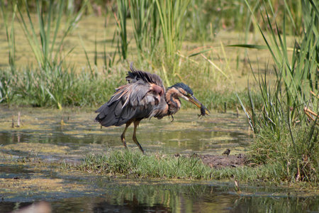 Purple Heron with a fish in its beak and ruffled feathers