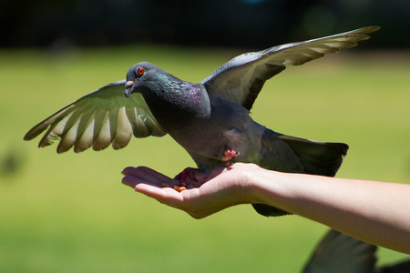 Close up of Feral Pigeon with open wings sitting on a handの写真素材