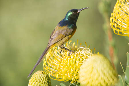 Close up of a Orange-breasted Sunbird sitting on a yellow flower eating nectarの写真素材