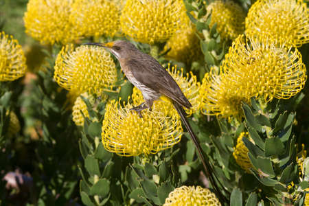 Close up of a Cape Sugarbird sitting on a yellow flower eating nectarの写真素材