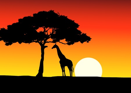 African Sunset background with giraffe のイラスト素材