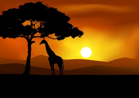 African Sunset background with giraffe のイラスト素材