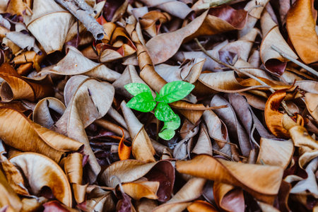 Little green plant growing among dry leaves