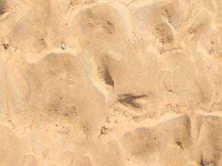 Footprints in the sand on the beach, closeup of photo