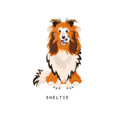 Sheltie, home pet. Shetland sheepdog or shetland collie, faithful dog.のイラスト素材