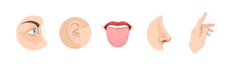 Set of human anatomy organs, biology, body structure.のイラスト素材