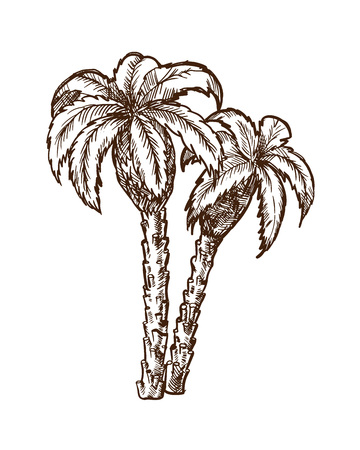 Palms and the environment, from warm countries of Arab Emiratesのイラスト素材