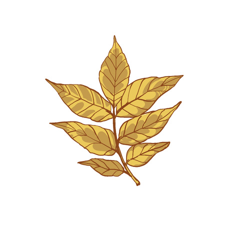 Autumn leaves. Natural, seasonal, ecological autumn leaves. Beautiful leaf of an ash tree. Autumn plant with rare leaves. Ornamental decoration, economic, medical, industrial use. Vector illustrationのイラスト素材