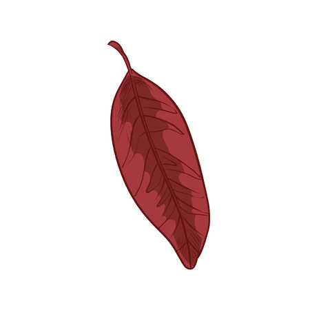 Autumn seasonal leaves. Beautiful colorful leaf of bird cherry tree. Low, lush tree with leaves, flowers and fruits. Decorative ornament, medical, industrial, household use. Vector illustration.のイラスト素材