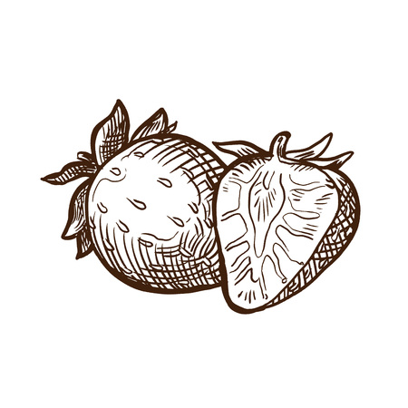 Autumn harvest. Farmers fresh vegetables and fruits. Strawberry. Sweet fruit.のイラスト素材