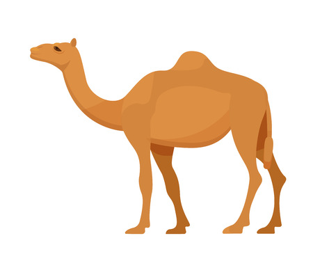 Egyptian camel in full growth. Large animal from arid desert, semi-desert, steppes. Mammal, camel family, animal with hooves. Vector illustration isolated.のイラスト素材