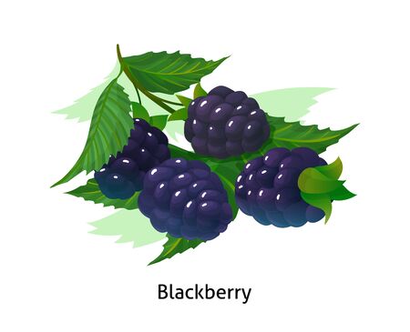 Ripe berries bunch blackberry with stem and leaf.のイラスト素材