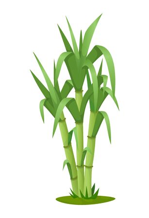 Sugarcane plant with stem and leaf isolated vectorのイラスト素材