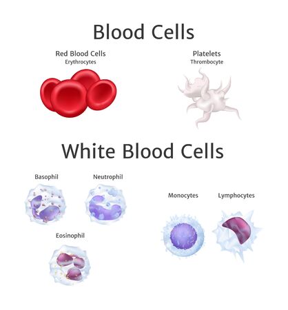 hemoglobin and white blood cells lymphocytes in blood plasma vectorのイラスト素材