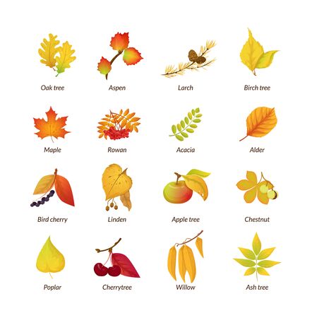 Colored isolated autumn elements fall leaves vectorのイラスト素材