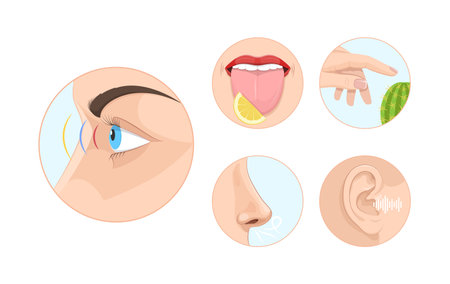 Five human feelings circle set. Sight, smell, touch, hearing and taste senses. Mouth, tongue, lips, hand, nose, eye, and ear at rounded icons. Anatomy education learning sensory organ cartoon vectorのイラスト素材