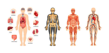 Human anatomy scheme set. Internal organ with name inscriptions, circulatory arterial system, muscles, skeleton. Full body visual guide for studying. Anatomical medical science instruction flat vectorのイラスト素材