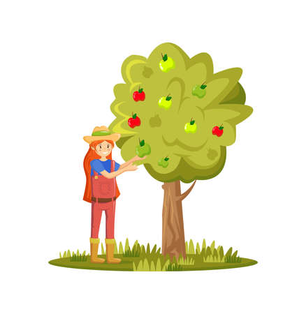 Farmers and agricultural work characters. Girl picks apples in the garden. Female working in fields, gathering harvest, picking ripe organic apples in basket. agricultural gardener. vector illustration.のイラスト素材