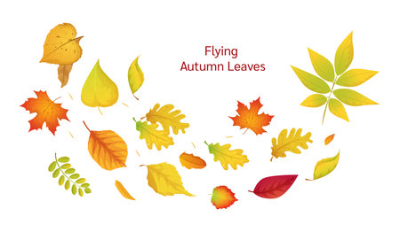 Composition of flying autumn colorful leaves. Colored isolated beautiful autumn elements fall leaves. Leaves fall swirl in the autumn time vector cartoon illustration isolated.のイラスト素材